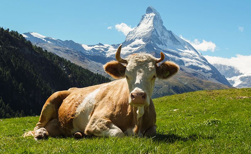 livestock swiss